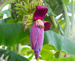 Banana Flower